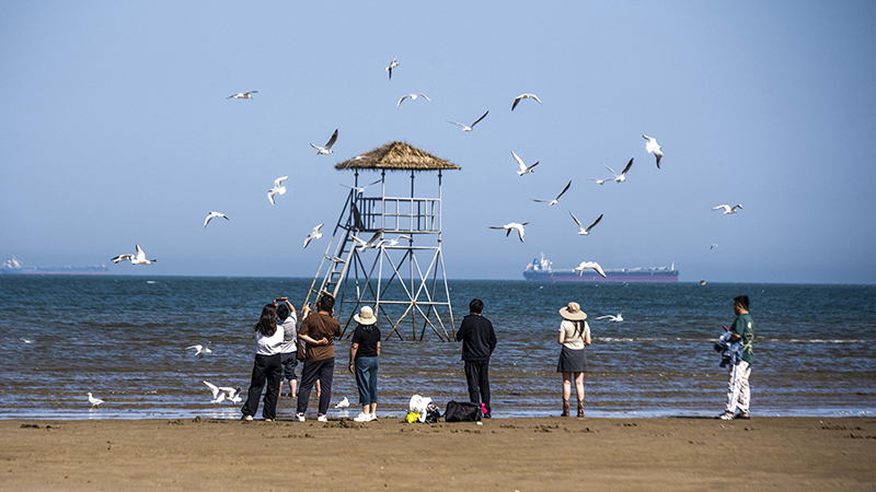 2024年5月12日，河北秦皇島，北戴河鴿子窩公園成群海鷗在天空中自由翱翔，與大海、藍(lán)天構(gòu)成了一幅美麗的畫卷。